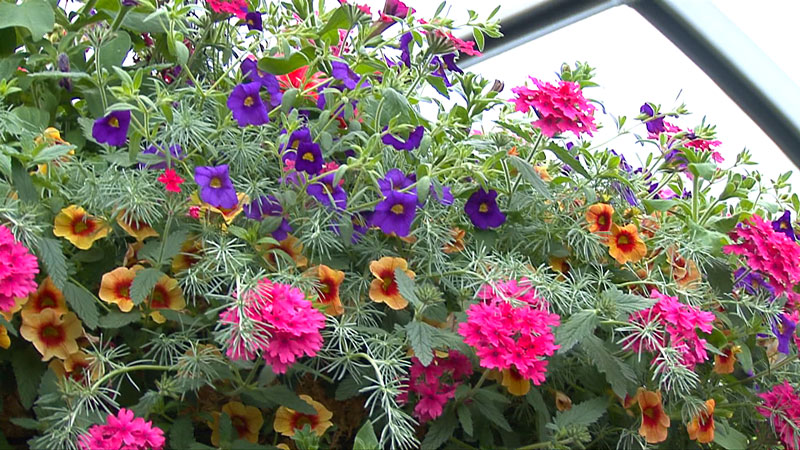 The Flower Bin - Hanging Baskets