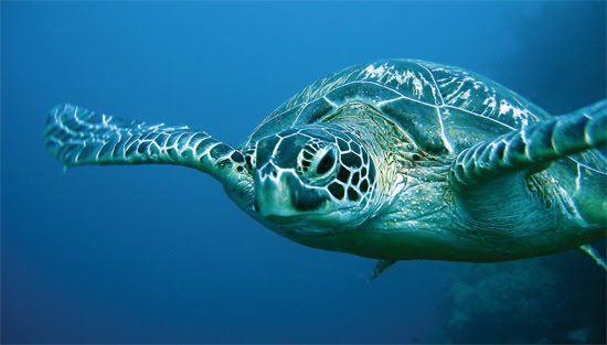 sea-turtle