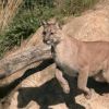 Boulder Mountain Lion Sightings and Attacks  One dead in Estes Park Sad